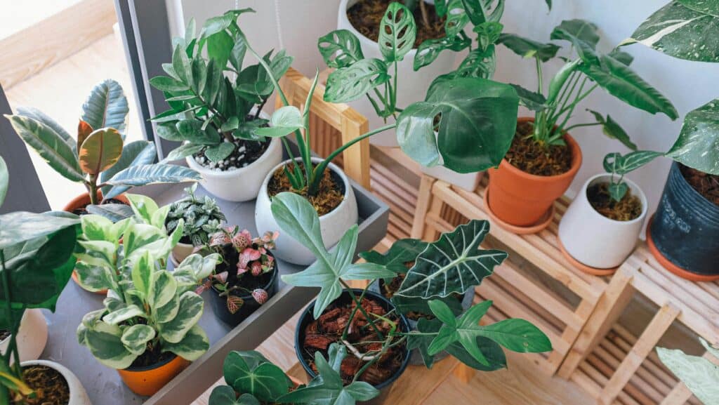 Patio Plants