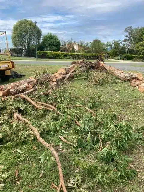 Storm-felled tree Storm felled tree